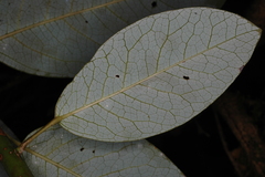 Daphniphyllum neilgherrense